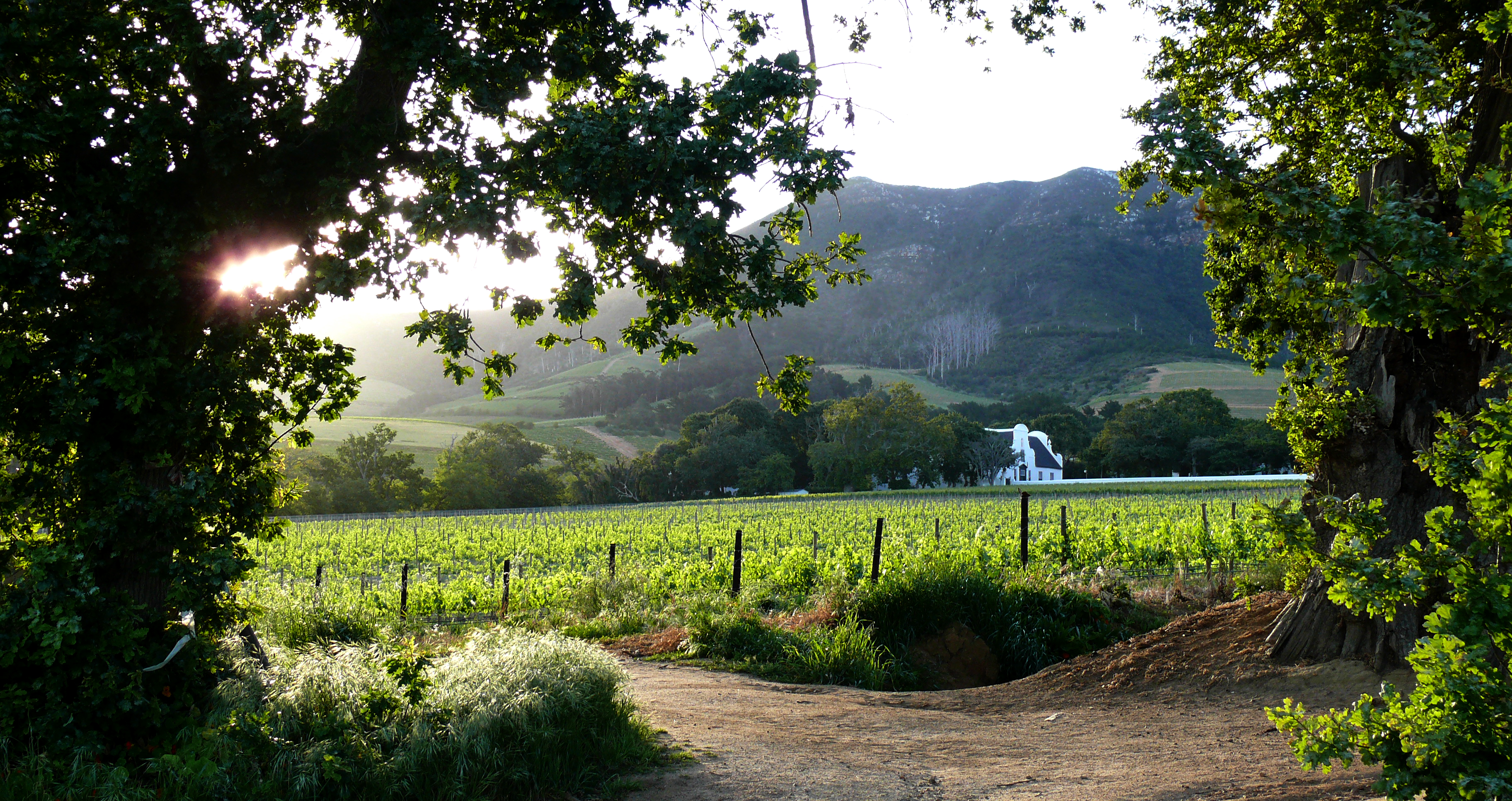 groot constantia estate